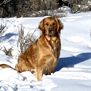 river in snow