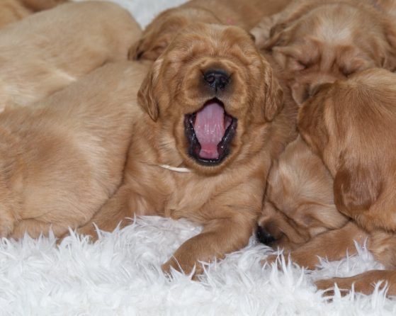 willow trigger group puppies